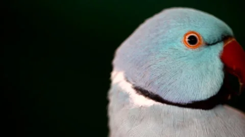 Parrot closeup portrait 스톡 동영상 59531171