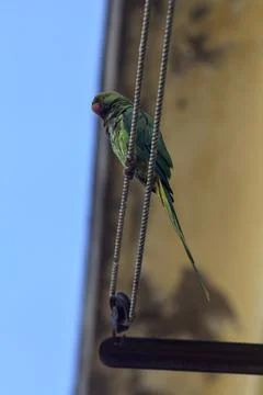 Parrot on a clothesline Stock Photos