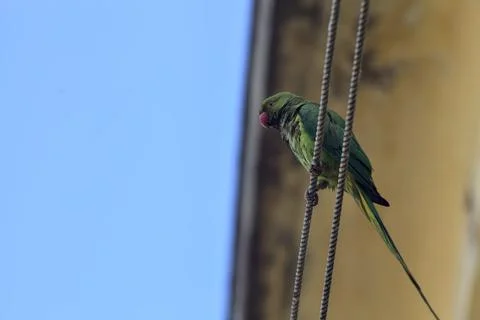 Parrot on a clothesline 스톡 사진