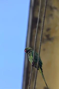 Parrot on a clothesline 스톡 사진