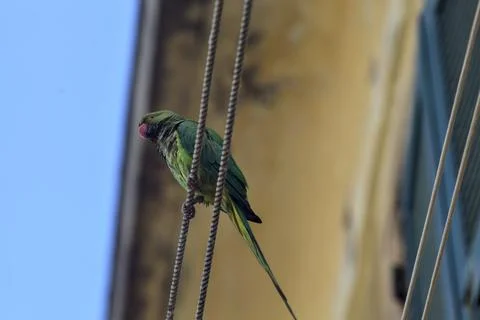 Parrot on a clothesline Stock Photos