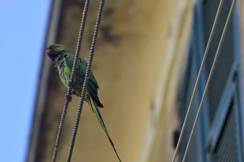 Parrot on a clothesline Stock Photos