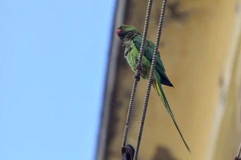 Parrot on a clothesline Stock Photos