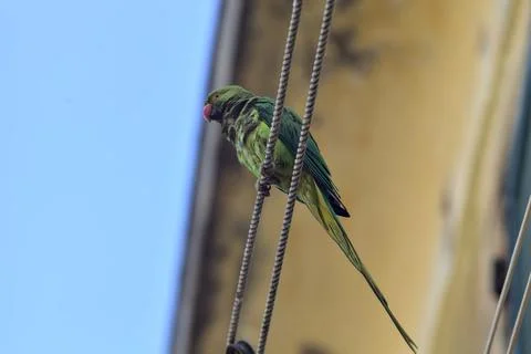 Parrot on a clothesline Stock Photos