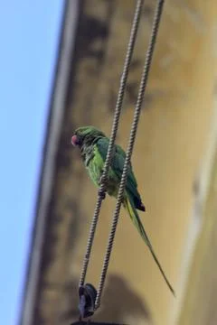 Parrot on a clothesline Stock Photos