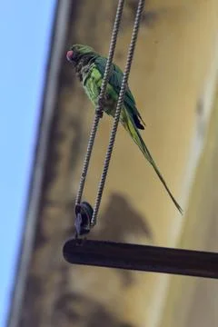 Parrot on a clothesline Stock Photos