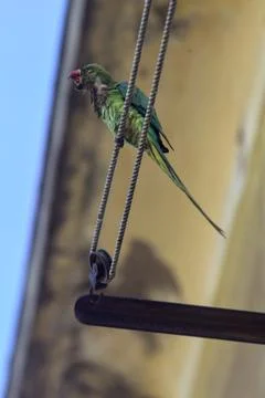 Parrot on a clothesline 스톡 사진