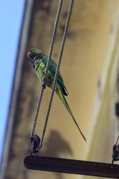 Parrot on a clothesline Stock Photos