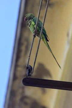 Parrot on a clothesline Stock Photos