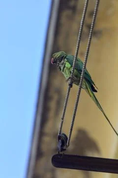 Parrot on a clothesline Stock Photos
