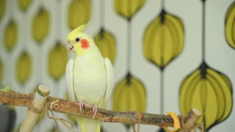 Parrot cockateil Stock Footage 195722834