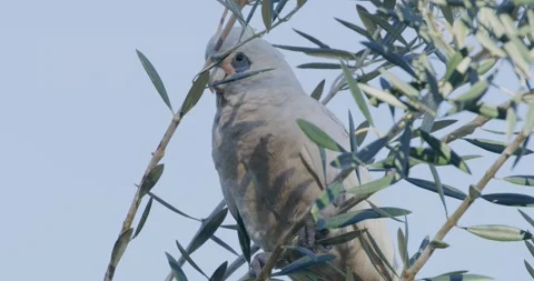 Parrot Cockatoo, Close Up 스톡 동영상 333548670