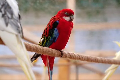 Parrot with colorful feathers sits on rope with closed eyes Stock Photos