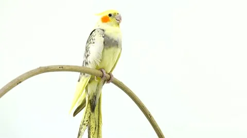 Parrot corella isolated on white screen Stock Footage 101169435
