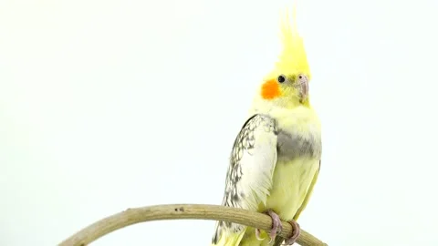 Parrot corella isolated on white screen Stock Footage 101169485