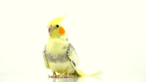 Parrot corella isolated on white screen Stock Footage 101169562