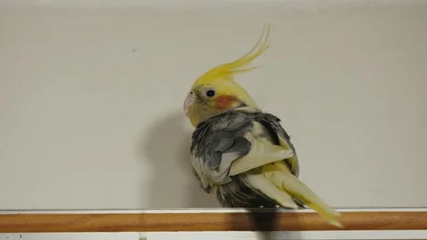Parrot Corella sitting on the window in the house close-up Stock Footage 102779519