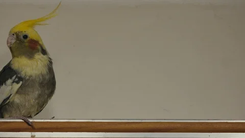 Parrot Corella sitting on the window in the house close-up Stock Footage 102779567