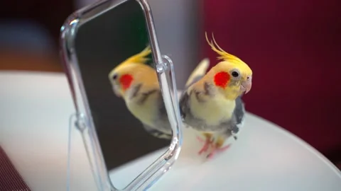 Parrot Corella on the table looks at himself in the mirror. 4k Stock Footage 141540380