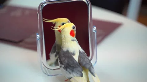 Parrot Corella on the table looks at himself in the mirror. 4k Stock Footage 141540487