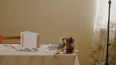 Parrot Corella tries to pull a pencil from the pencil case Stock Footage 105659571