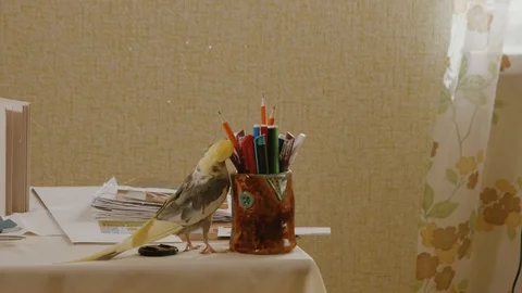 Parrot Corella tries to pull a pencil from the pencil case Stock Footage 105659634