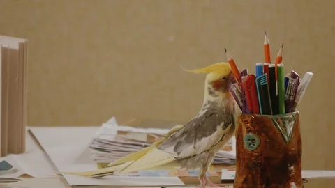Parrot Corella tries to pull a pencil from the pencil case Stock Footage 105659698