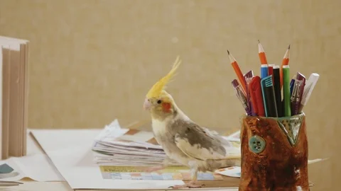 Parrot Corella tries to pull a pencil from the pencil case Stock Footage 105659766