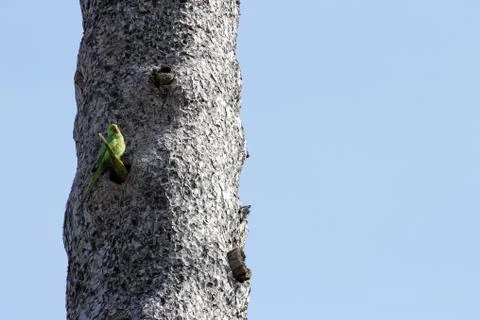 Parrot couple Stock Photos