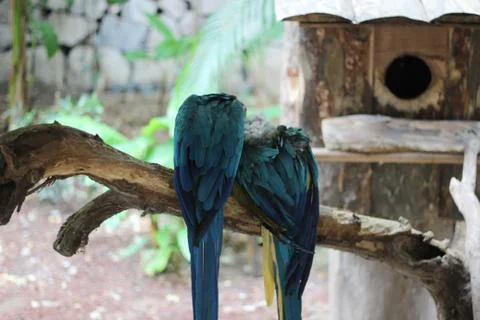 Parrot couple Stock Photos
