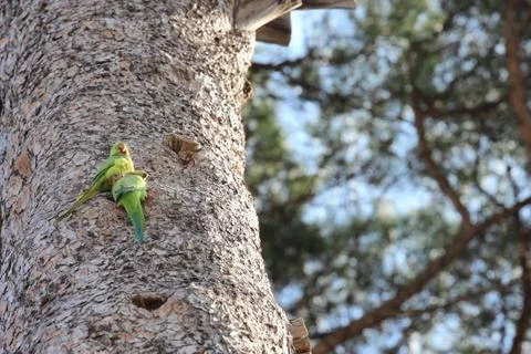 Parrot couple Stock Photos