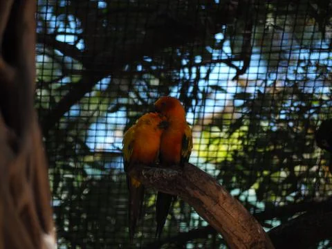 Parrot couple on the tree Stock Photos