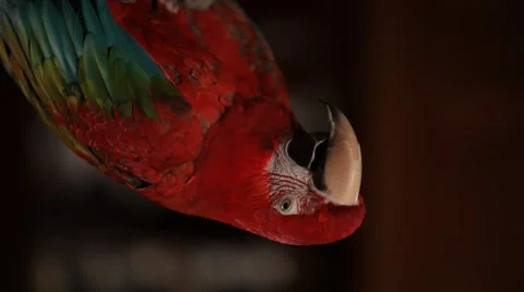 Parrot dancing 2 Stock Footage 62444242