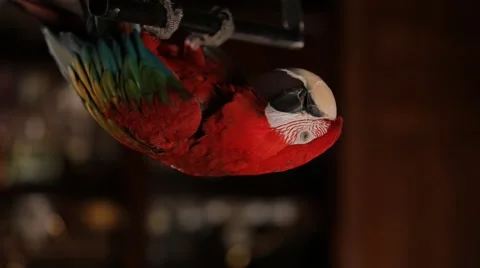 Parrot dancing 3 Stock Footage 62444457