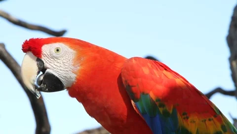Parrot Dining Stock Footage 2390193