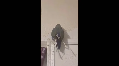 A Parrot dressing itself with slices of wallpaper in Beijing, China Stock Footage 255893504