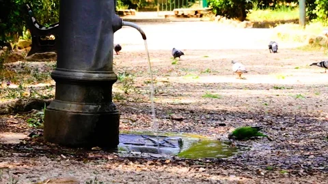 Parrot drink and refresh themselves. Stock Footage 111908983