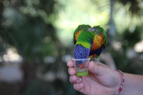 Parrot drinking nectar from cup in hand Stock Photos