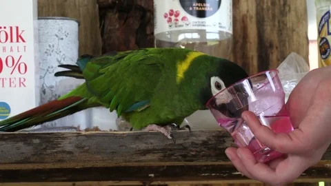 Parrot drinking water from a cup Stock Footage 76093802