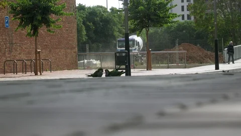 Parrot drinking water on the pavement Stock Footage 94869425