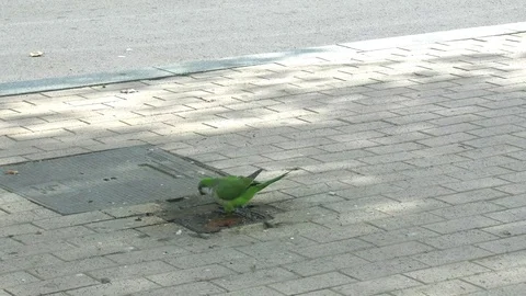 Parrot drinking water on the pavement Stock Footage 94871441