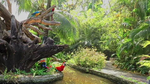 Parrot drinking water from small river. Parrots sit on old tree. Asia. Thailand. Stock Footage 62226682
