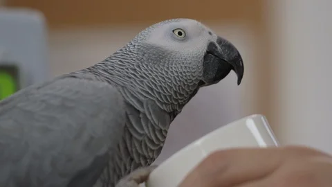 Parrot Drinks from Cup Stock Footage 128602056