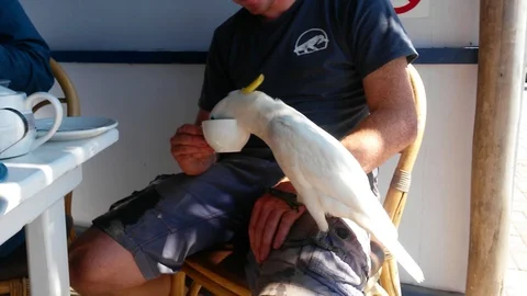 Parrot drinks tea out of mans cup Video stock 109392603