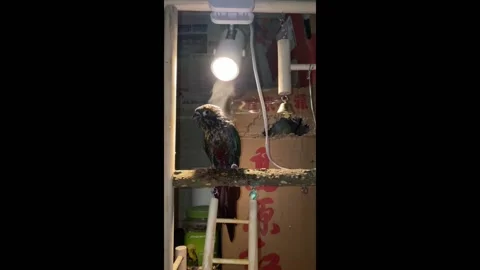 Parrot drying off after a bath under fluorescent lights in Foshan, China Stock Footage 277528795