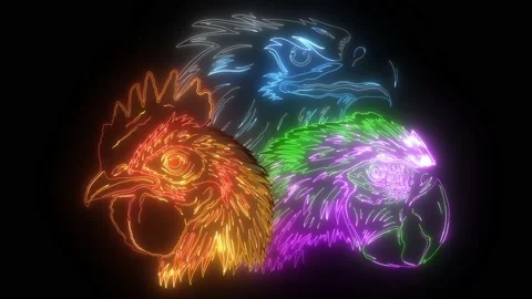 Parrot eagle and rooster head video Stock Footage 140114663