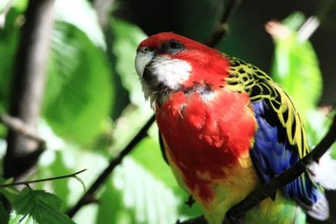 Parrot (Eastern Rosella) Stock Photos