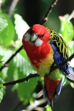 Parrot (Eastern Rosella) Stock Photos