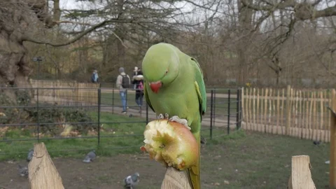 Parrot eating an apple. Stock Footage 127860825