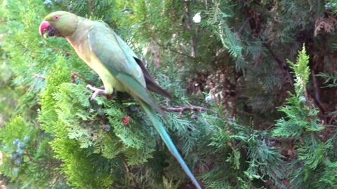 Parrot eating berries from a pine tree in Rome in Italy Stock Footage 135080022